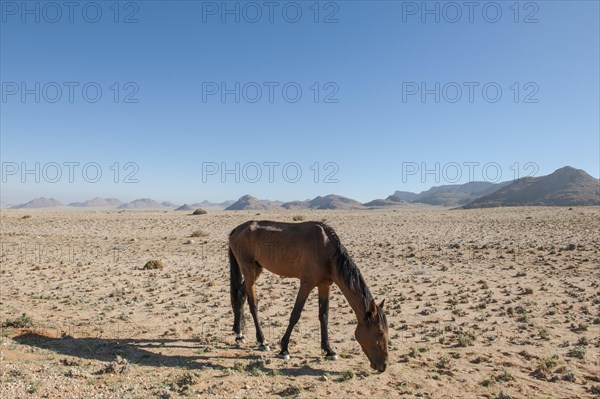 Wild horse in the Namib Desert