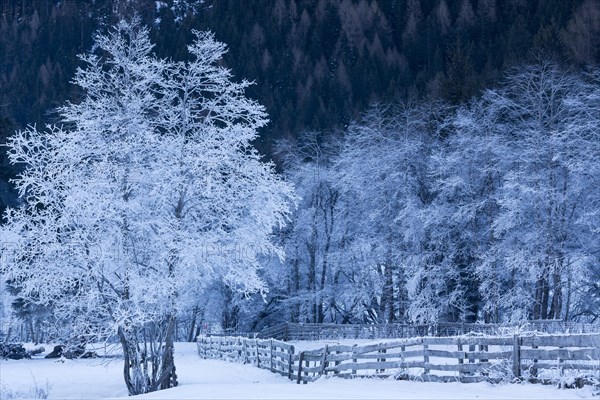 Trees covered in hoarfrost in Gschnitztal Valley