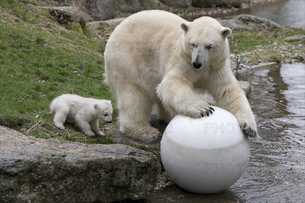 Polar Bears (Ursus maritimus)