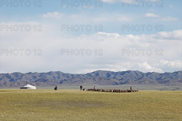 Nomads with a herd of Cashmere Goats (Capra hircus laniger)