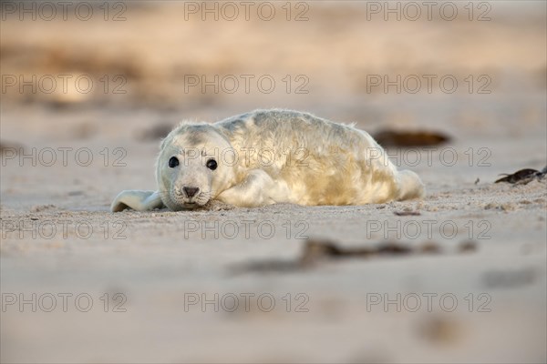 Grey Seal (Halichoerus grypus) on the beach