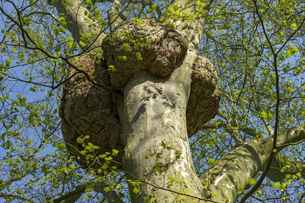 London Plane (Platanus x hispanica