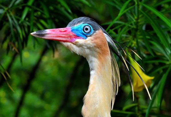 Whistling Heron (Syrigma sibilatrix sibilatrix)