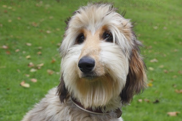 Portrait of a young Afghan Hound