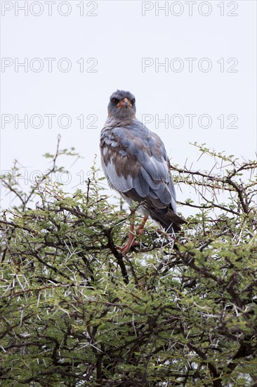 Pale Chanting Goshawk (Melierax canorus) on perch