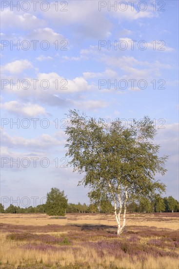 Open heath with birch (Betula sp.)