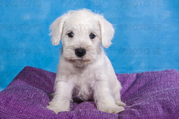 White Miniature Schnauzer