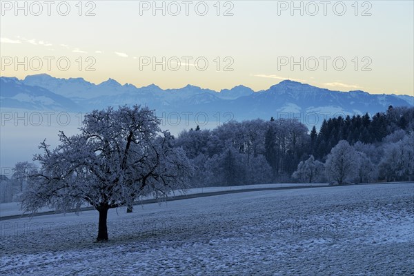 Wintry landscape with Rigi in hoarfrost