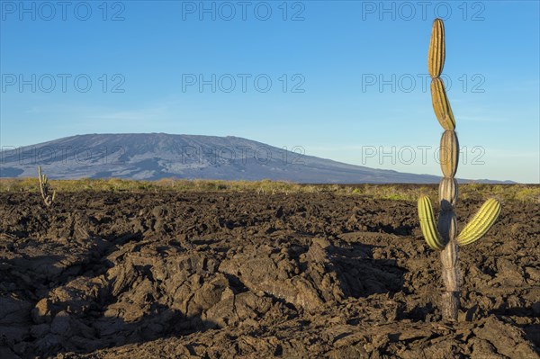 Candelabra Cactus (Jasminocereus thouarsii) in the volcanic landscape of Punta Morena