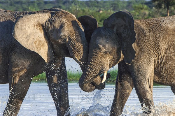 African elephants (Loxodonta africana) playfighting at the Namutoni water hole