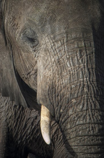 African Elephant (Loxodonta africana)