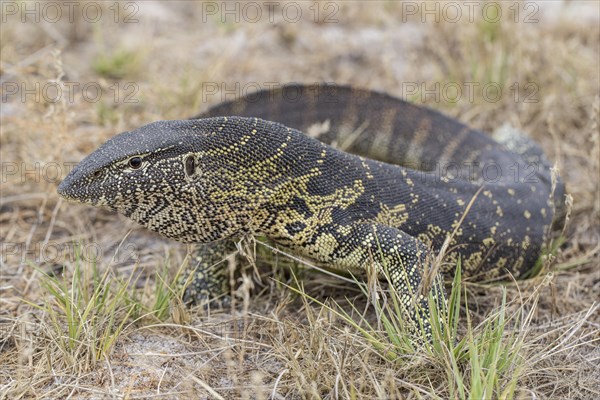 Nile Monitor (Varanus niloticus)