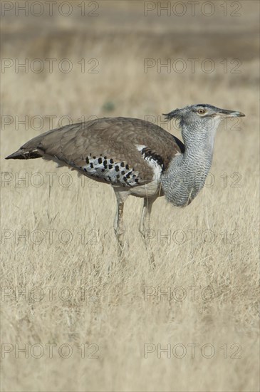 Kori Bustard (Ardeotis kori)