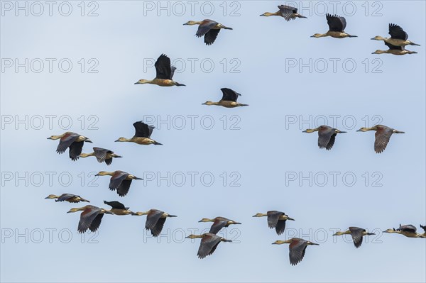 Group of Lesser Whistling Ducks (Dendrocygna javanica) in flight