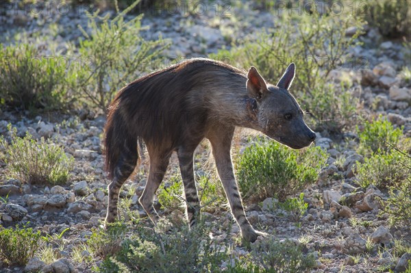 Brown Hyena (Parahyaena brunnea)