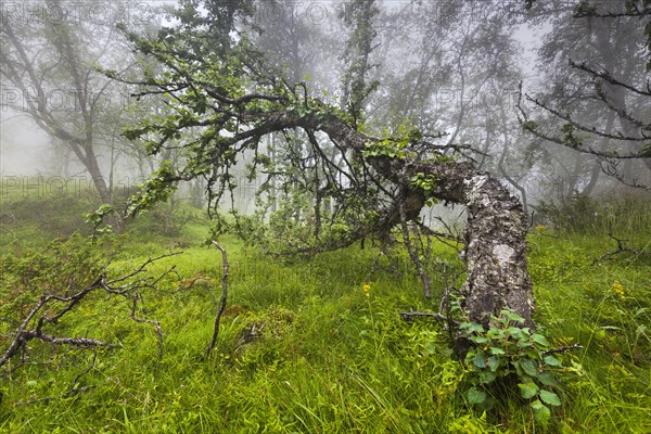 Downy Birch (Betula pubescens) in the fog