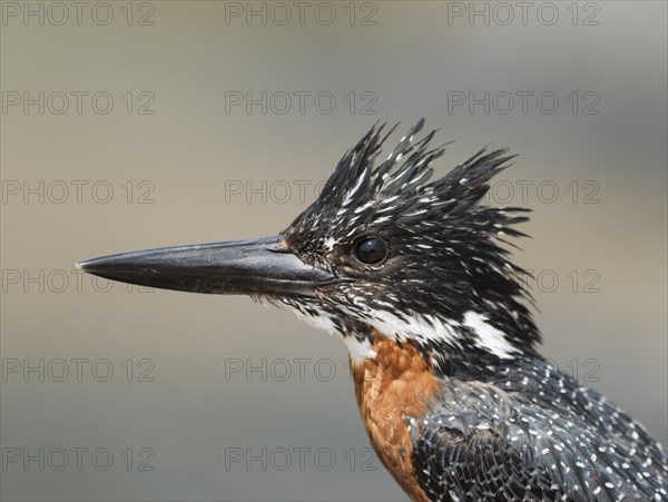 Giant Kingfisher (Megaceryle maximus)