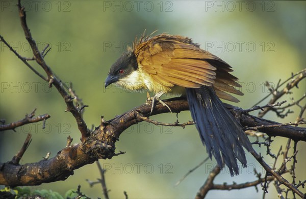 Burchell's Coucal (Centropus burchelli)