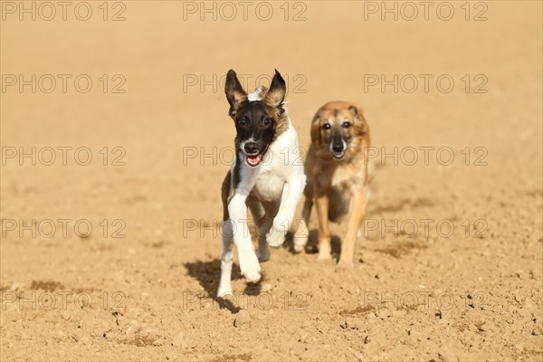 Silken Windsprite male dog running on a field