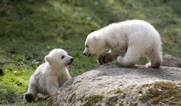 Polar Bears (Ursus maritimus)