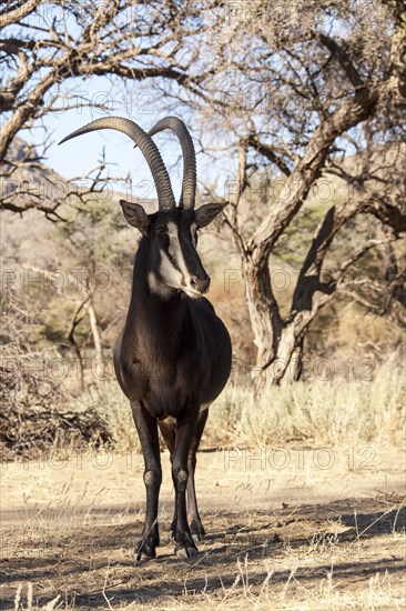 Sable Antelope (Hippotragus niger)