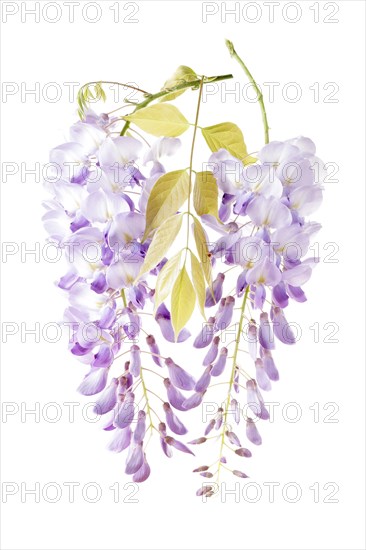 Wysteria (Wisteria)