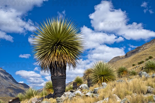 Queen of the Andes or Giant Bromeliad (Puya raimondii)