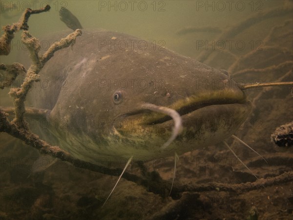 Wels catfish (Silurus glanis) in Lake Ossiach