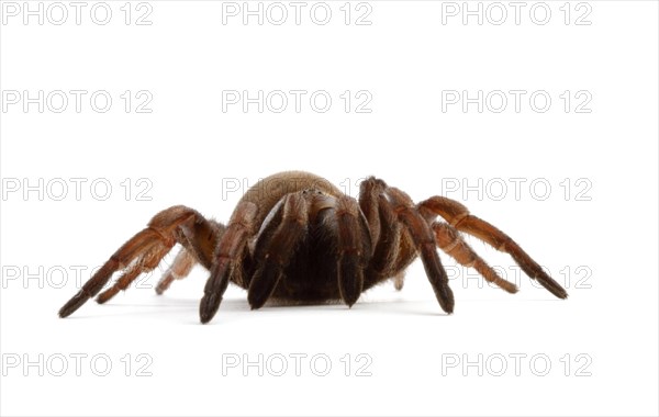 Sydney Brown Trapdoor Spider (Misgolas rapax)