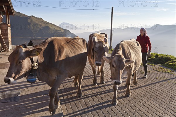 Woman leading cows out of the barn in the morning