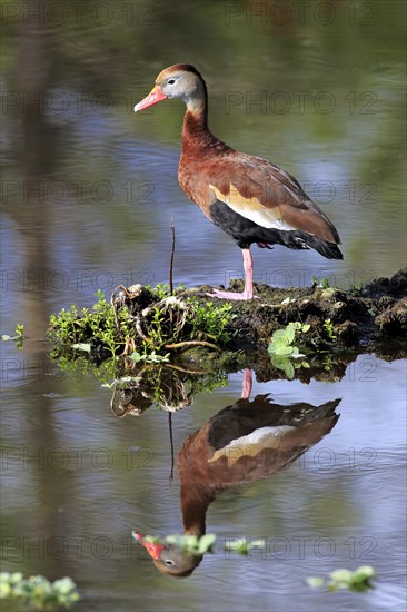 Black-bellied Whistling Duck (Dendrocygna autumnalis)