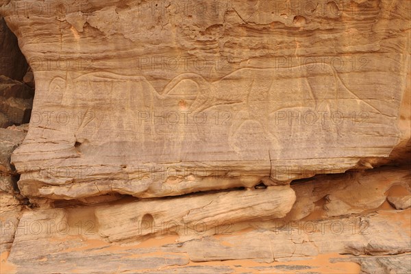 Rock engraving of cattle