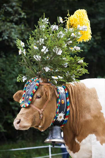 Decorated cow