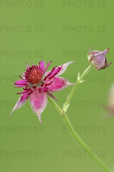 Marsh Cinquefoil (Potentilla palustris)