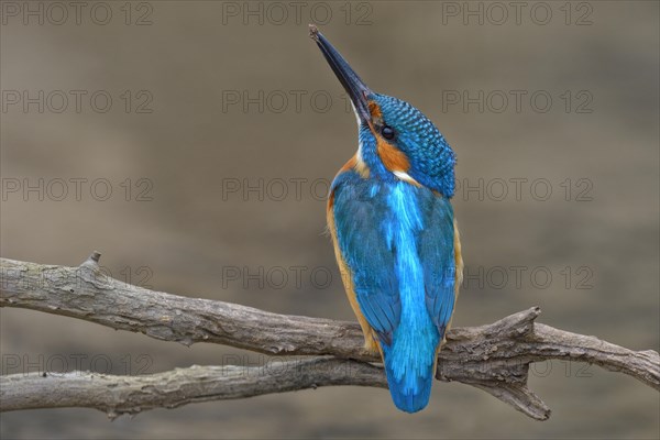 Kingfisher (Alcedo atthis)