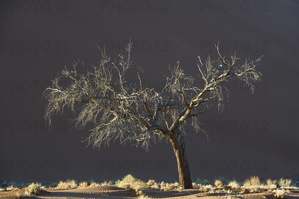 Dead tree against a sand dune in the Tsauchab Valley