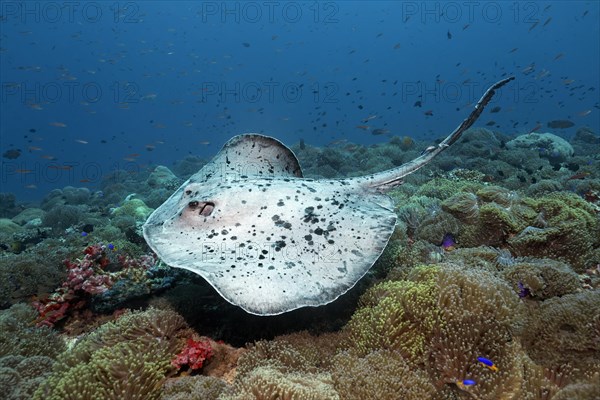 Black-spotted Stingray or Blotched Fantail Ray (Taeniura meyeni) over coral reef overgrown with Magnificent Sea Anemones (Heteractis magnifica)