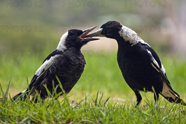 Australian Magpies (Gymnorhina hypoleuca)