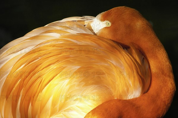 Resting flamingo in the morning light