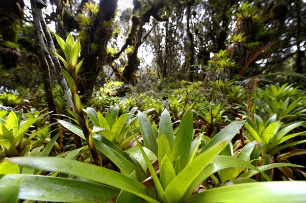 Bromeliad in a mountain jungle