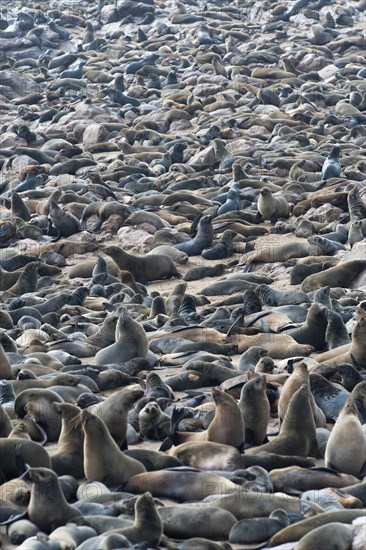 Cape Seal (Arctocephalus pusillus) colony at Cape Cross