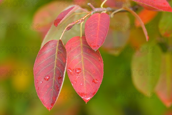 Allegheny Serviceberry (Amelanchier laevis)