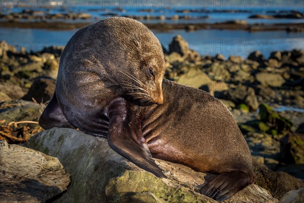 Southern Fur Seal (Arctocephalus forsteri)