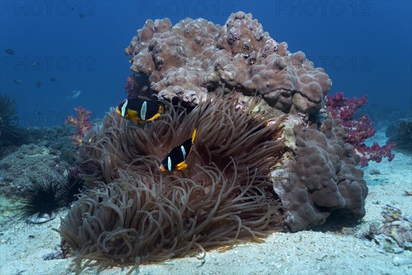 Coral block with Stone Corals. Sebae Anemone (Heteractis crispa)