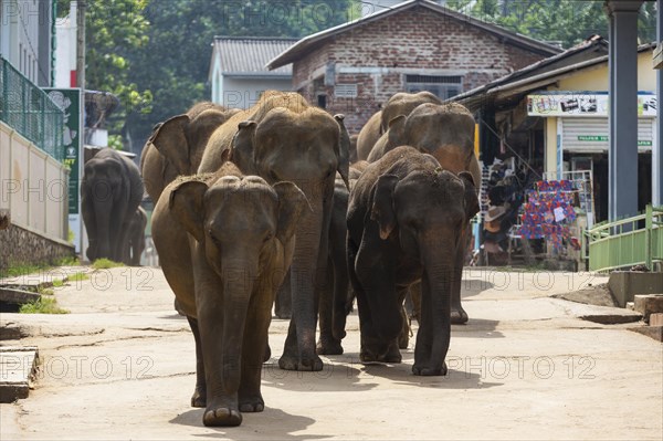 Asian elephants (Elephas maximus) from the Pinnawala Elephant Orphanage on the way to the Maha Oya river