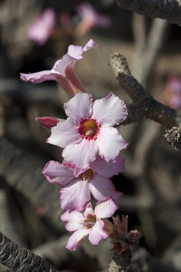 Desert Rose (Adenium obesum)