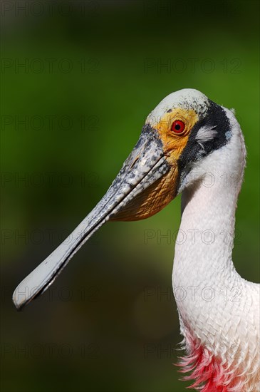 Roseate Spoonbill (Ajaia ajaja