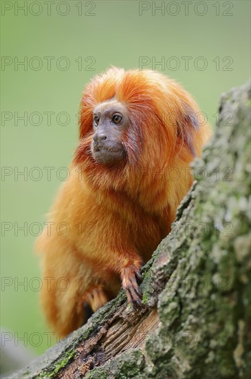 Golden Lion Tamarin (Leontopithecus rosalia)