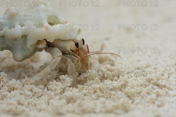 Hermit Crab (Paguroidea) crawling along the beach