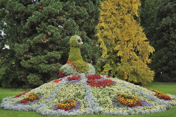 Peacock figur from different flowers